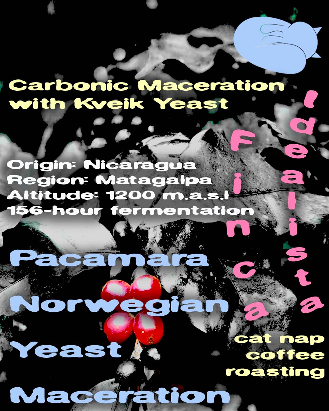 Pacamara Norwegian Yeast Maceration