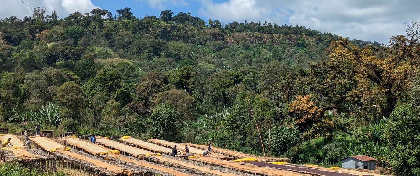 Layo Teraga Ethiopia Guji Natural