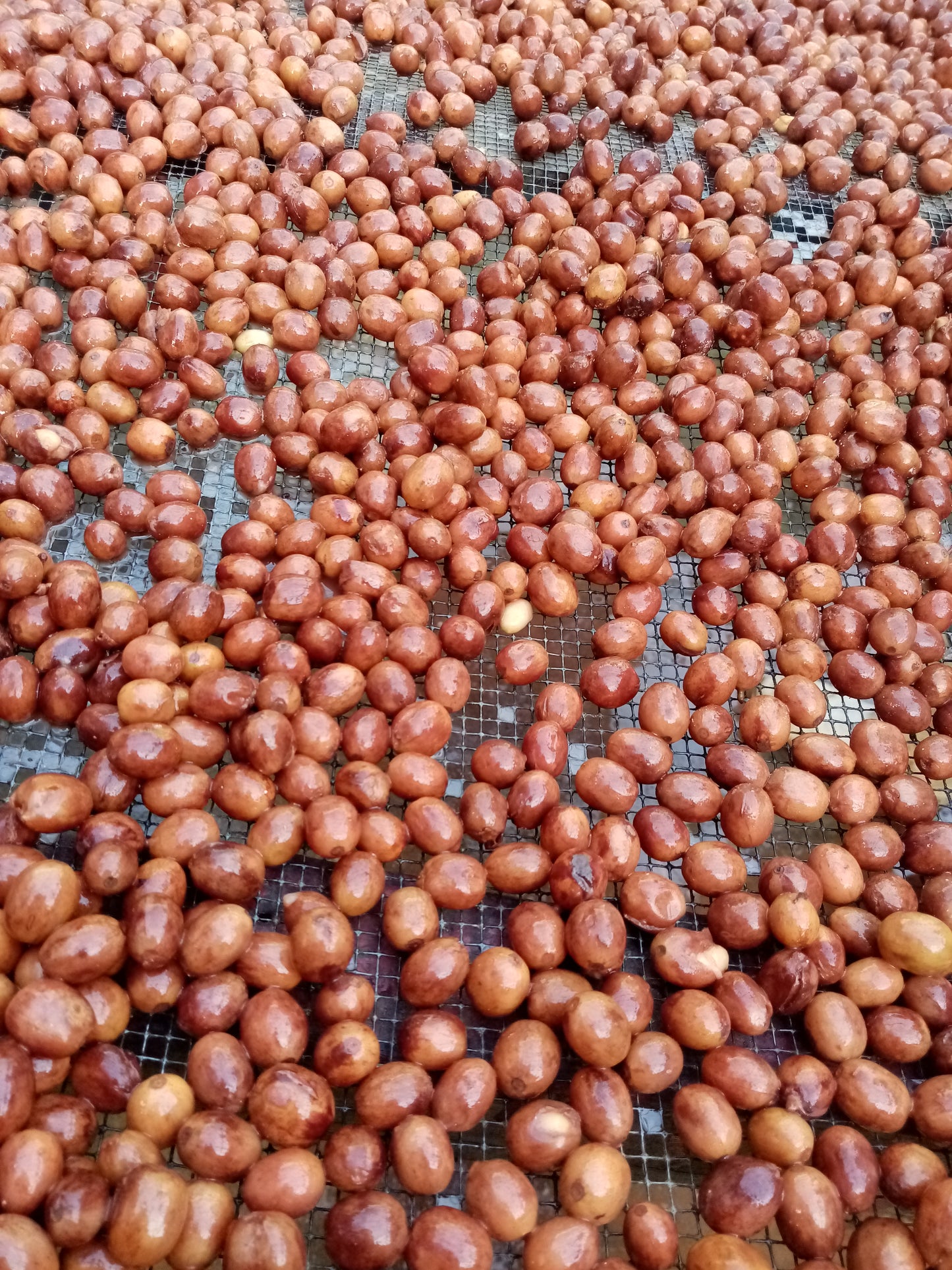 Pacamara Norwegian Yeast Maceration