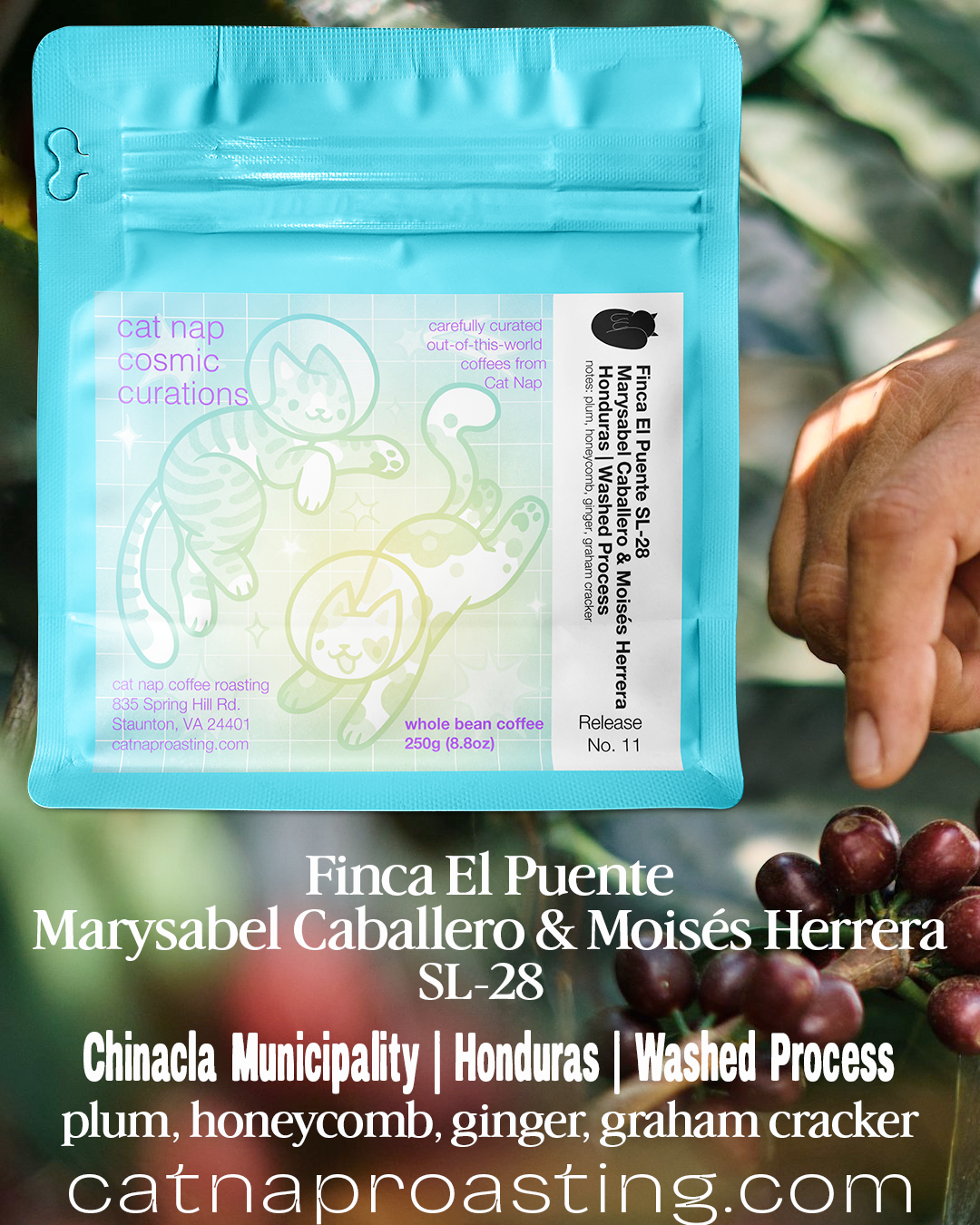 Finca El Puente SL-28 | Honduras | Washed Process (Cosmic Curations Release No. 11)