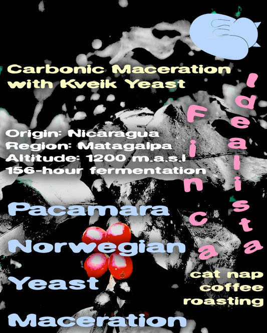 Pacamara Norwegian Yeast Maceration