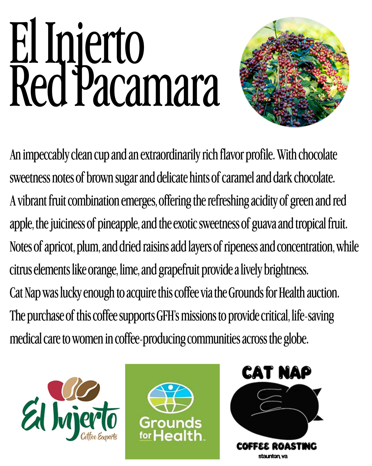 El Injerto Red Pacamara | Guatemala | Washed Process