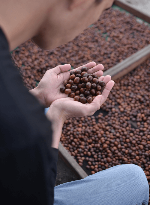 Sumatra Lychee Co-Ferment (Cosmic Curations Release No. 10)